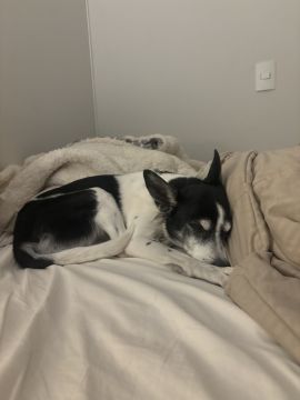 Hotel para Cães