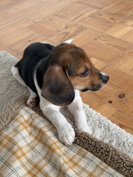 Creche para Cães - Hotel e Creche para Animais