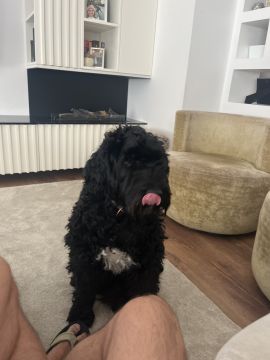 Hotel para Cães