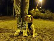 Zakhar - Oeiras - Dog Walking