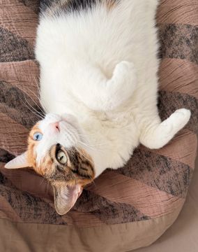 Hotel para Gatos