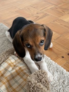 Creche para Cães
