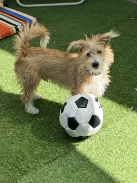 Hotel para Cães