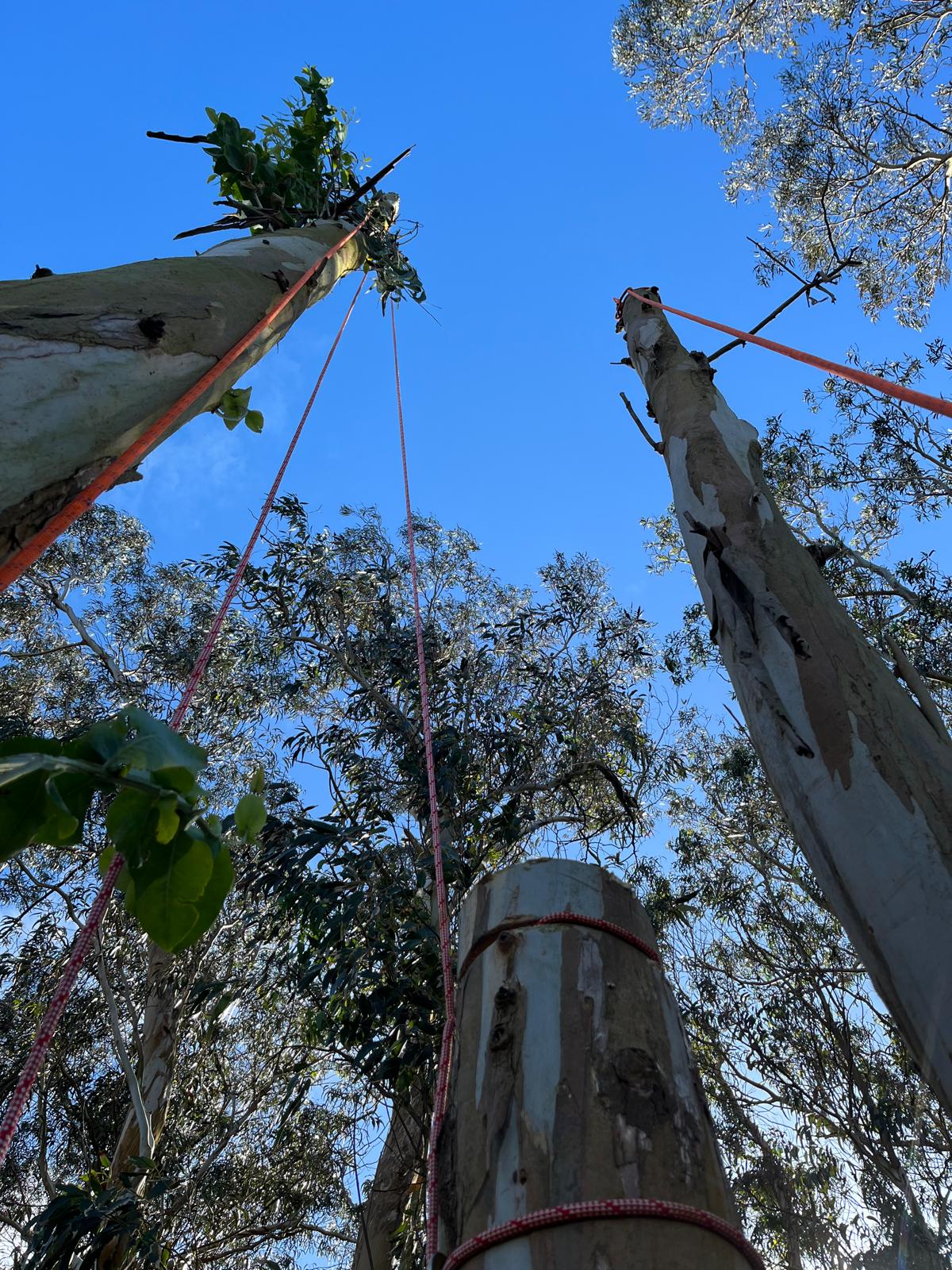 Sagui Arboricultura - Porto de Mós - Instalação de Relva Artificial