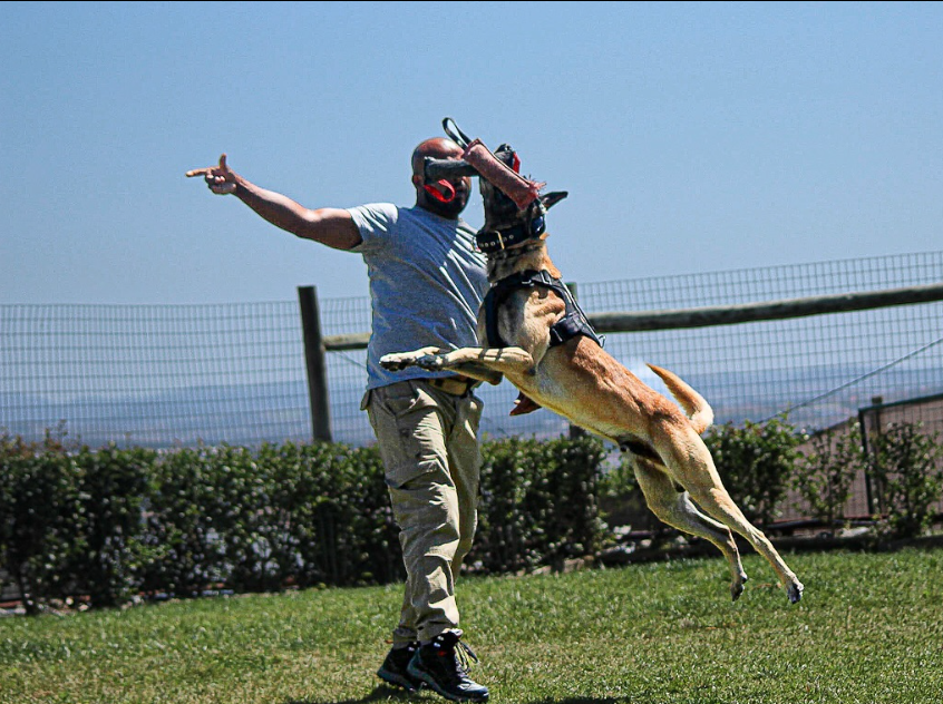 K9-SCHOOLL - Lourinhã - Pet Sitting
