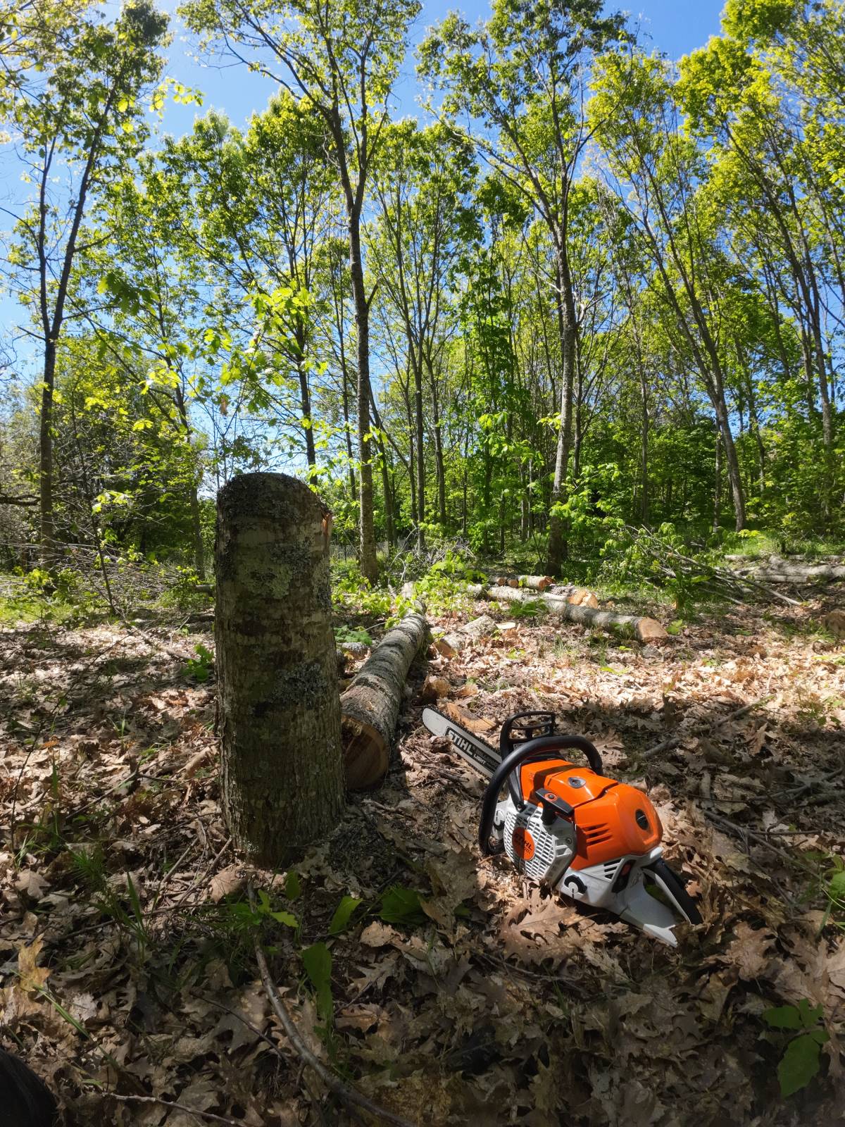 Sagui Arboricultura - Porto de Mós - Nivelação de Terreno - Pequena Dimensão (menos de 1 hectar)