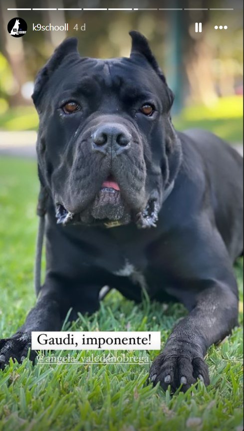 K9-SCHOOLL - Lourinhã - Dog Walking