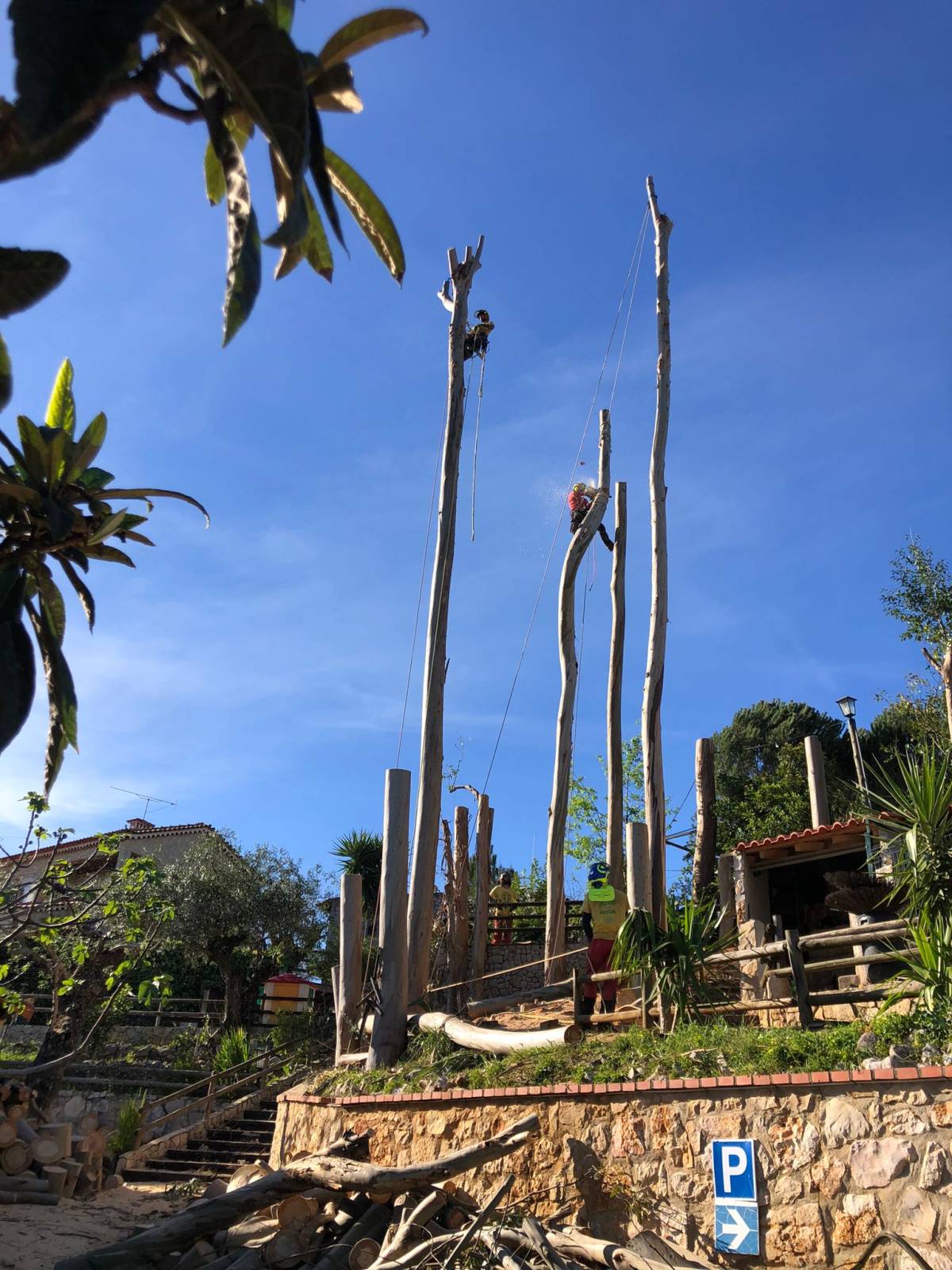 Sagui Arboricultura - Porto de Mós - Paisagismo em Terrenos Áridos