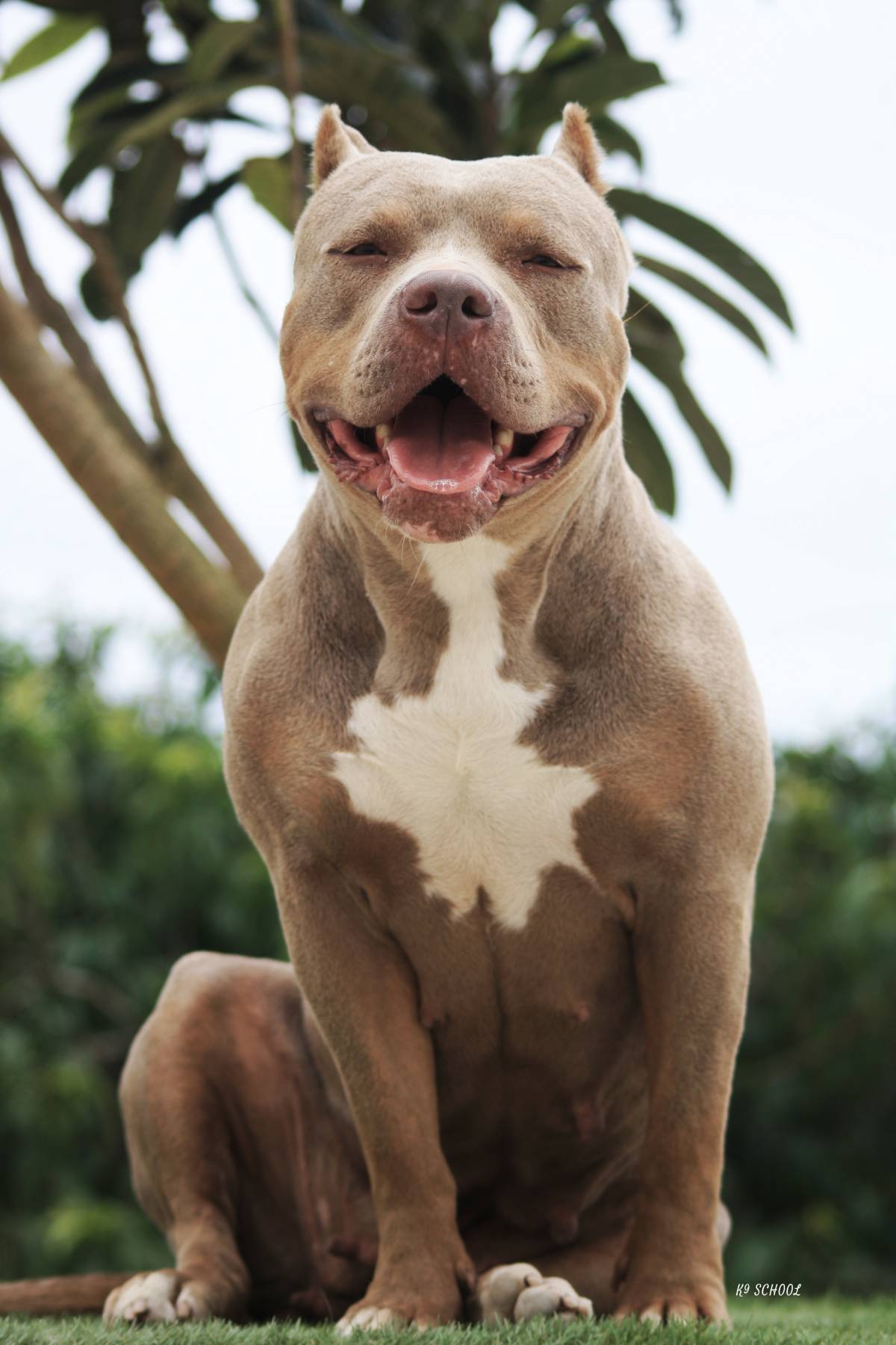 K9-SCHOOLL - Lourinhã - Dog Training - Private Lessons