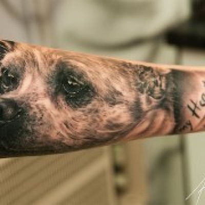 Acompanhamento de animais de estimação - Lisboa - Cuidar tus gatos