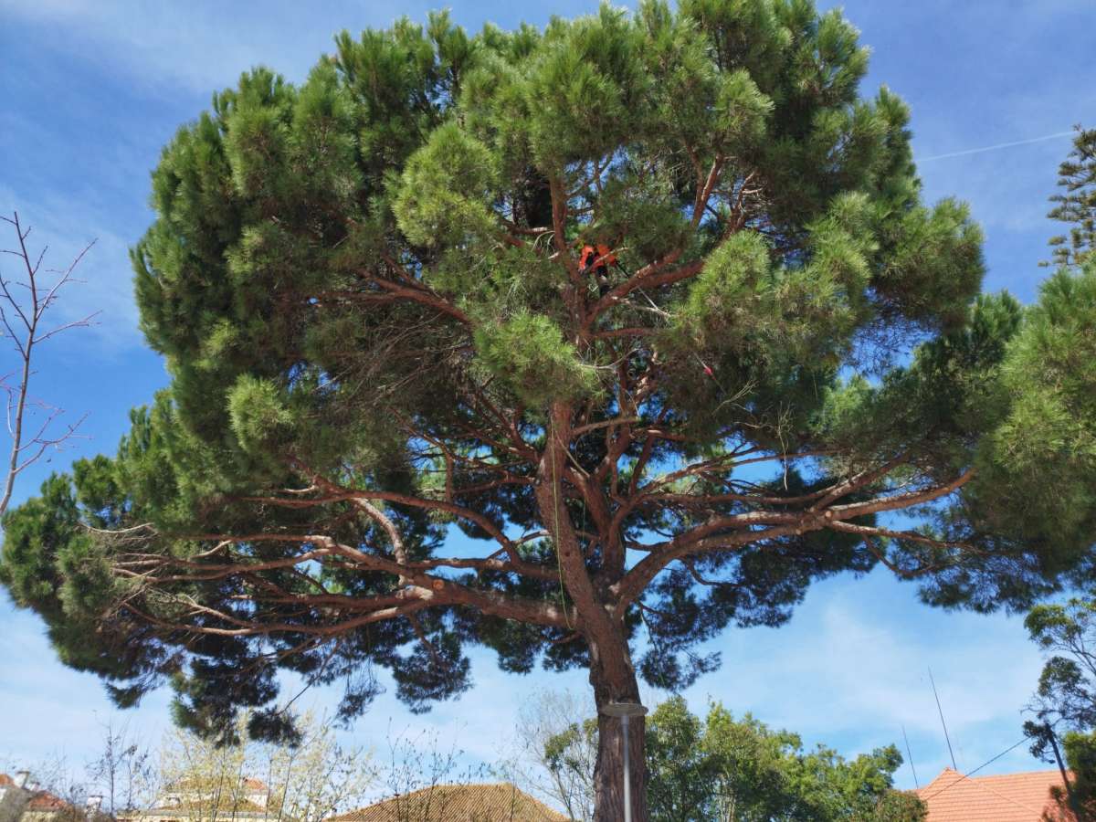 TreeBear - Alpiarça - Remoção de Arbustos