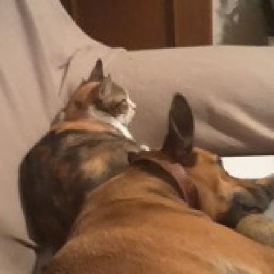 Acompanhamento de animais de estimação - Lisboa - Cuidado de mascotas