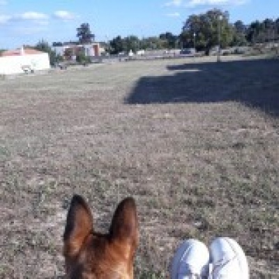 Acompanhamento de animais de estimação - Lisboa - Paseador de perros