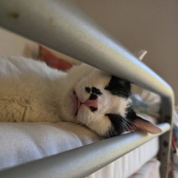 Rafael Sansevero - Amadora - Cuidar tus gatos