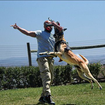 K9-SCHOOLL - Lourinhã - Pet Sitting