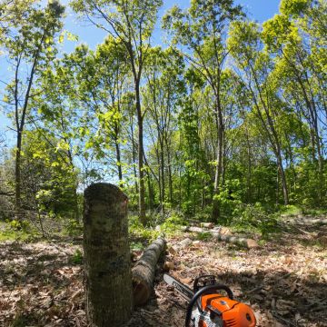 Sagui Arboricultura - Porto de Mós - Nivelação de Terreno - Pequena Dimensão (menos de 1 hectar)
