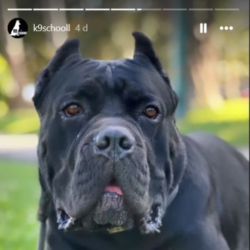 K9-SCHOOLL - Lourinhã - Dog Walking