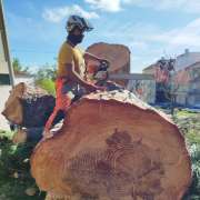 TreeBear - Alpiarça - Corte e Aparação de Relvado