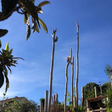 Sagui Arboricultura - Porto de Mós - Paisagismo em Terrenos Áridos