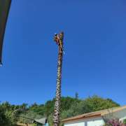 TreeBear - Alpiarça - Remoção de Tronco de Árvore