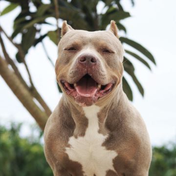 K9-SCHOOLL - Lourinhã - Dog Training - Private Lessons