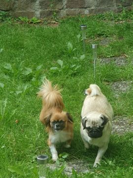 Hospedaje de perros