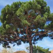 TreeBear - Alpiarça - Remoção de Arbustos