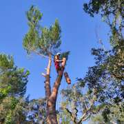 TreeBear - Alpiarça - Jardinagem
