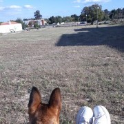 Acompanhamento de animais de estimação - Lisboa - Paseador de perros