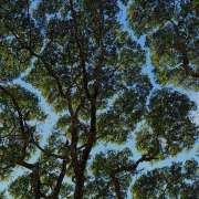 TreeBear - Alpiarça - Poda e Manutenção de Árvores