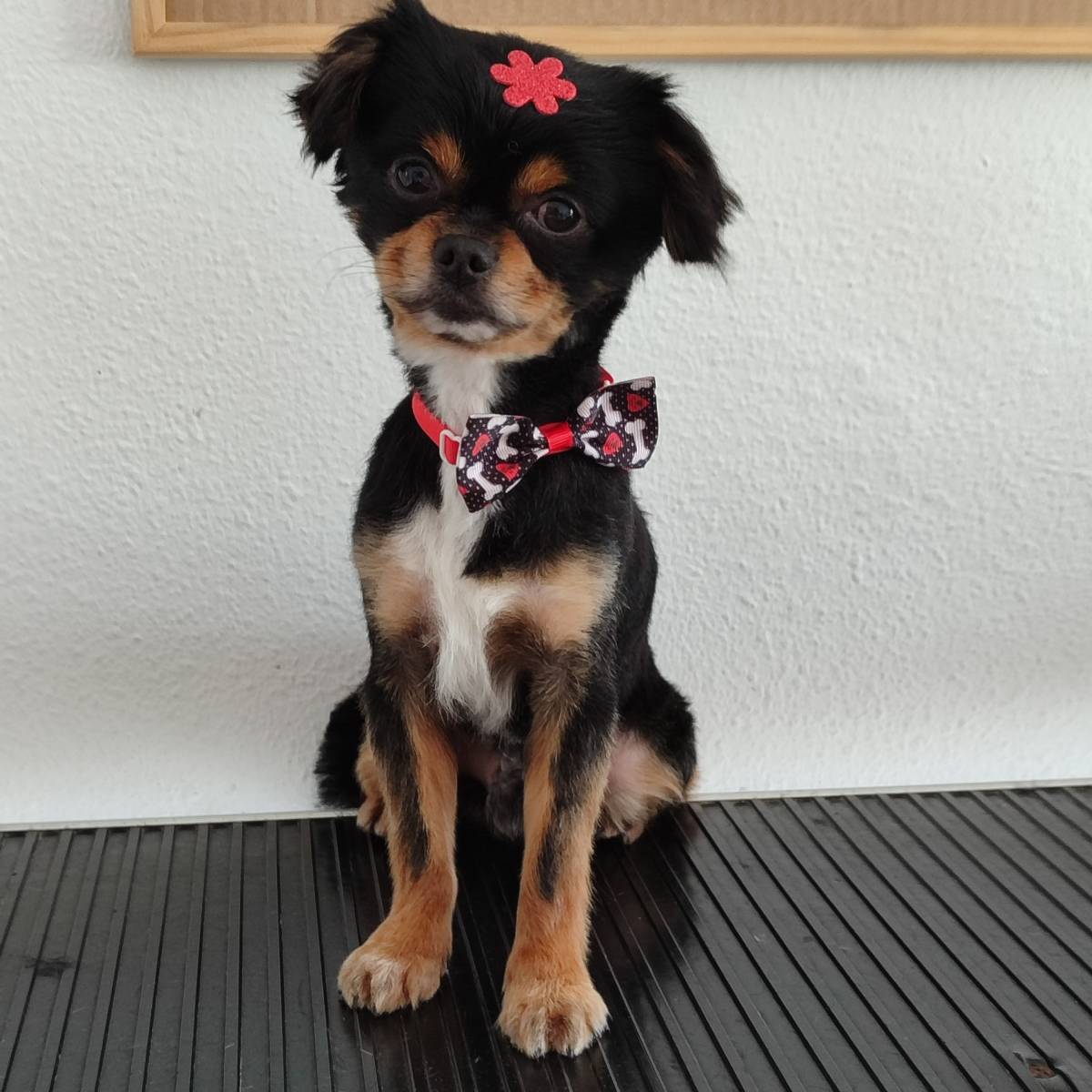 Patas com pinta - Loures - Baths and Grooming for Animals