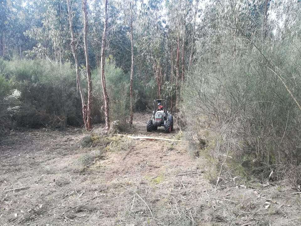 Jose Teixeira - Baião - Tree Stump Grinding and Removal