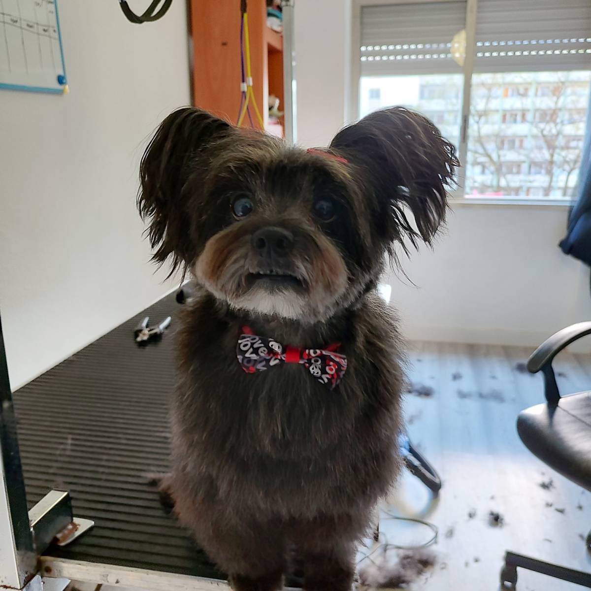 Patas com pinta - Loures - Pet Care and Grooming