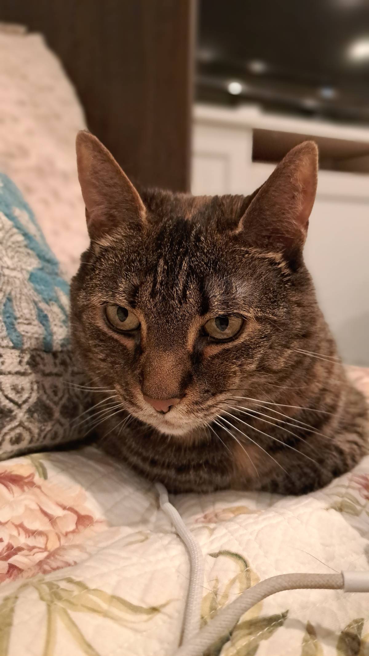 Lavinia Elisa - Cascais - Cat Sitting