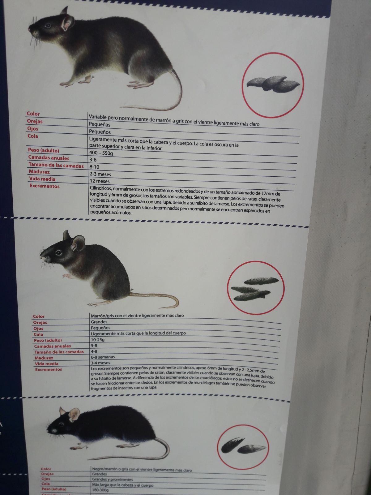 Quimpest-Serviços de Desinfestação - Santa Comba Dão - Pest Control Services