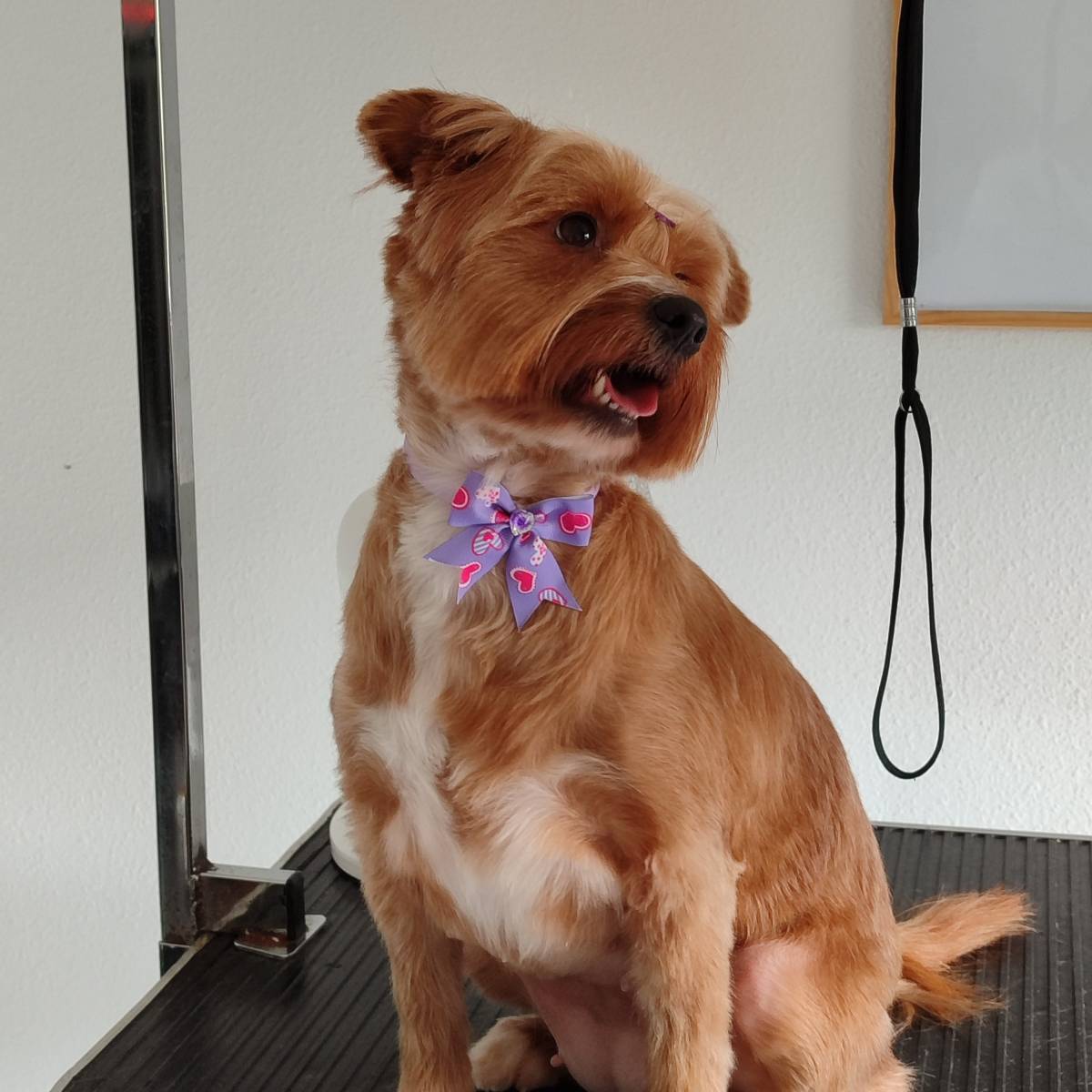 Patas com pinta - Loures - Pet Care and Grooming