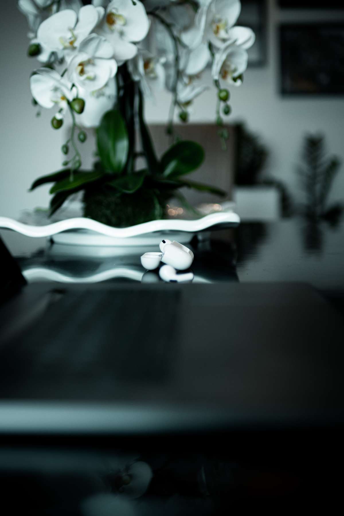 Ivo Sousa - Trofa - Pet Photography