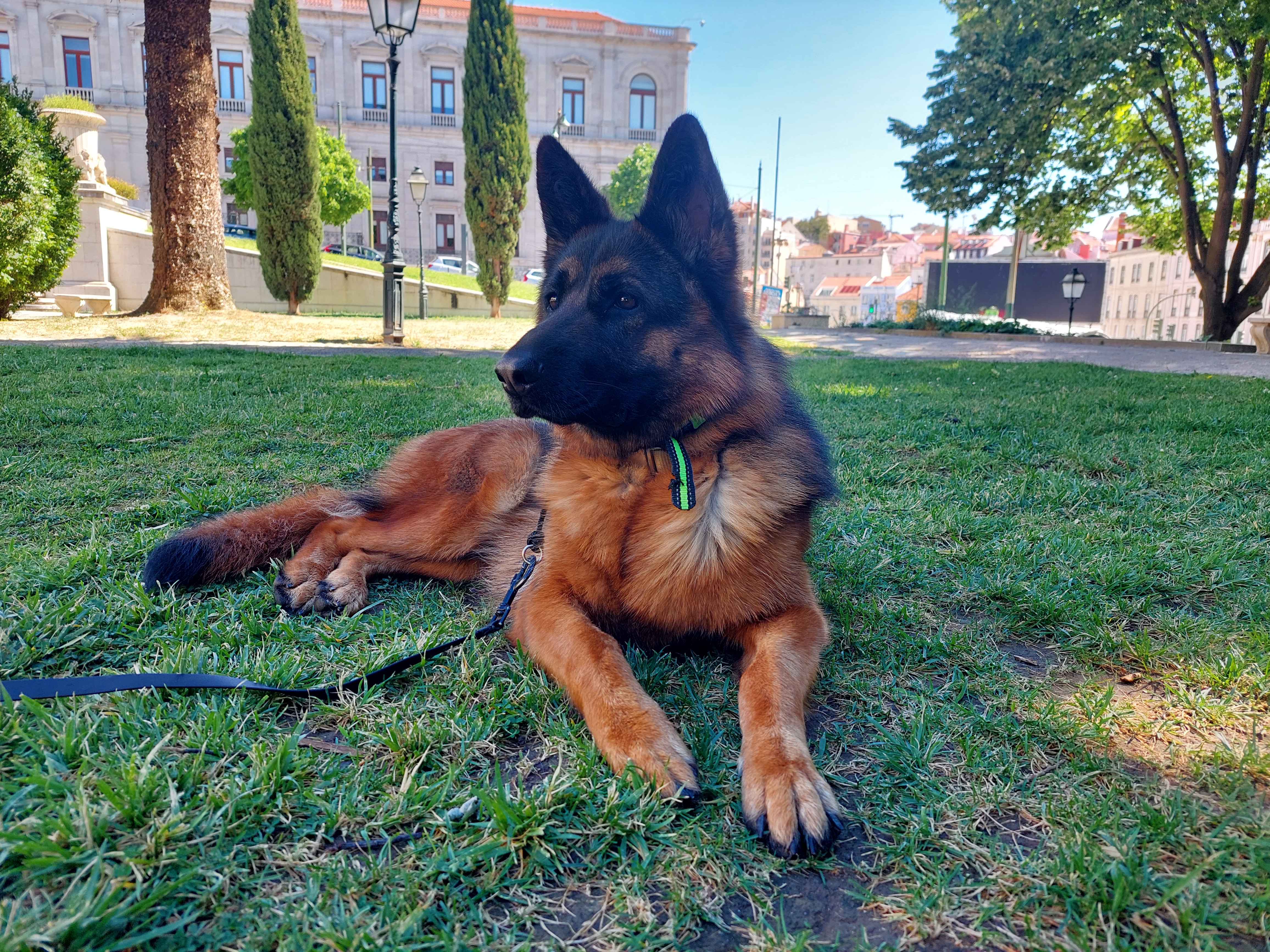 Filipa M. - Lisboa - Pet Sitting