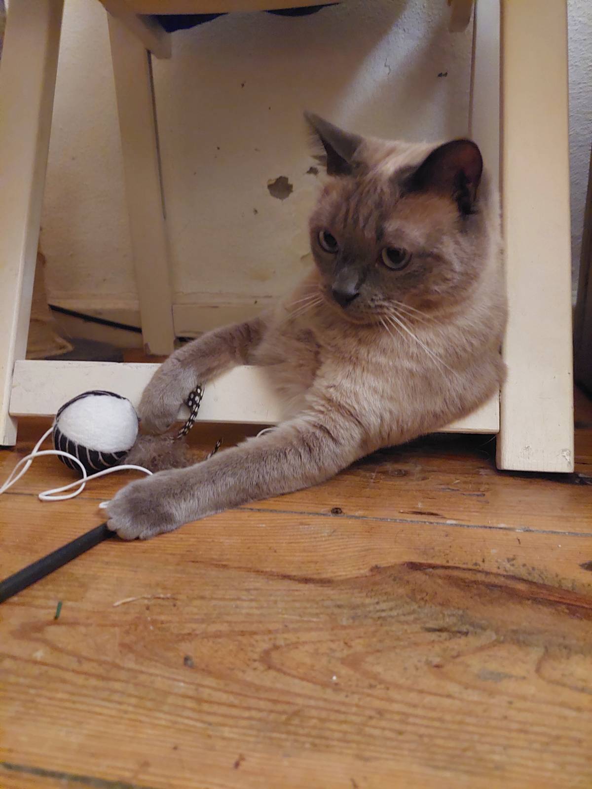 Filipa M. - Lisboa - Cat Sitting