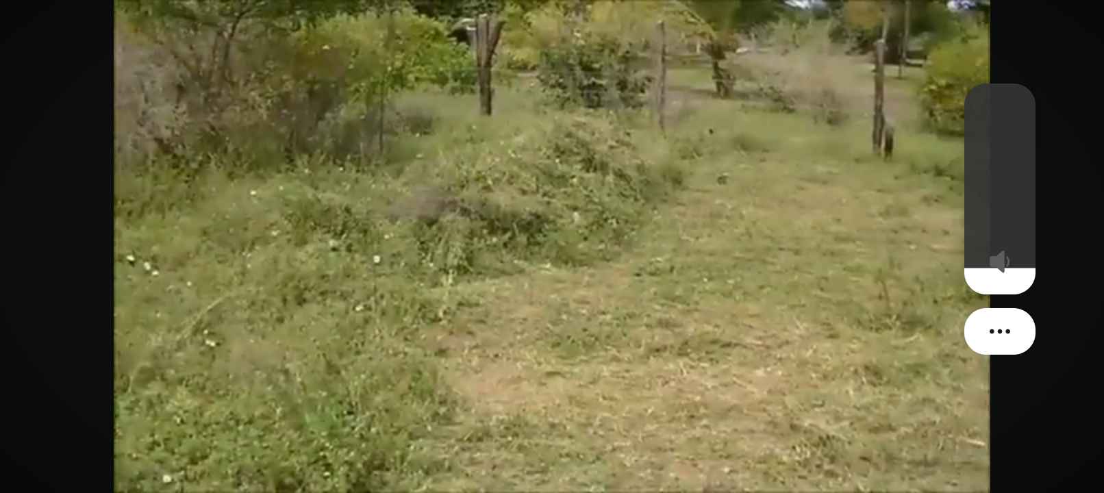 Mateus Santos - Maia - Tree Trimming and Maintenance