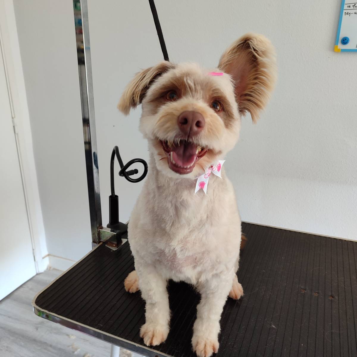 Patas com pinta - Loures - Pet Care and Grooming