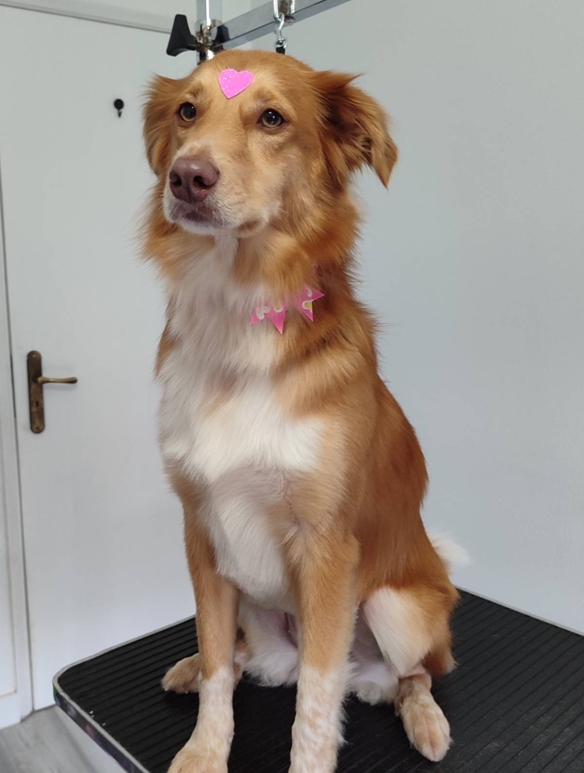 Patas com pinta - Loures - Pet Care and Grooming