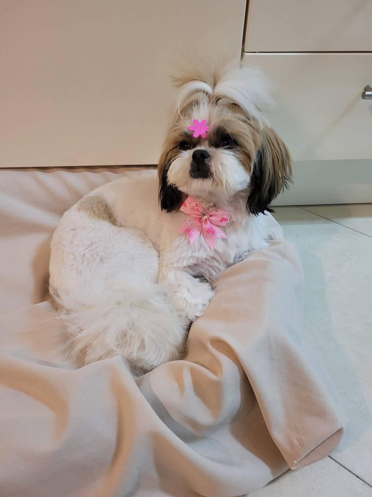 Patas com pinta - Loures - Baths and Grooming for Animals