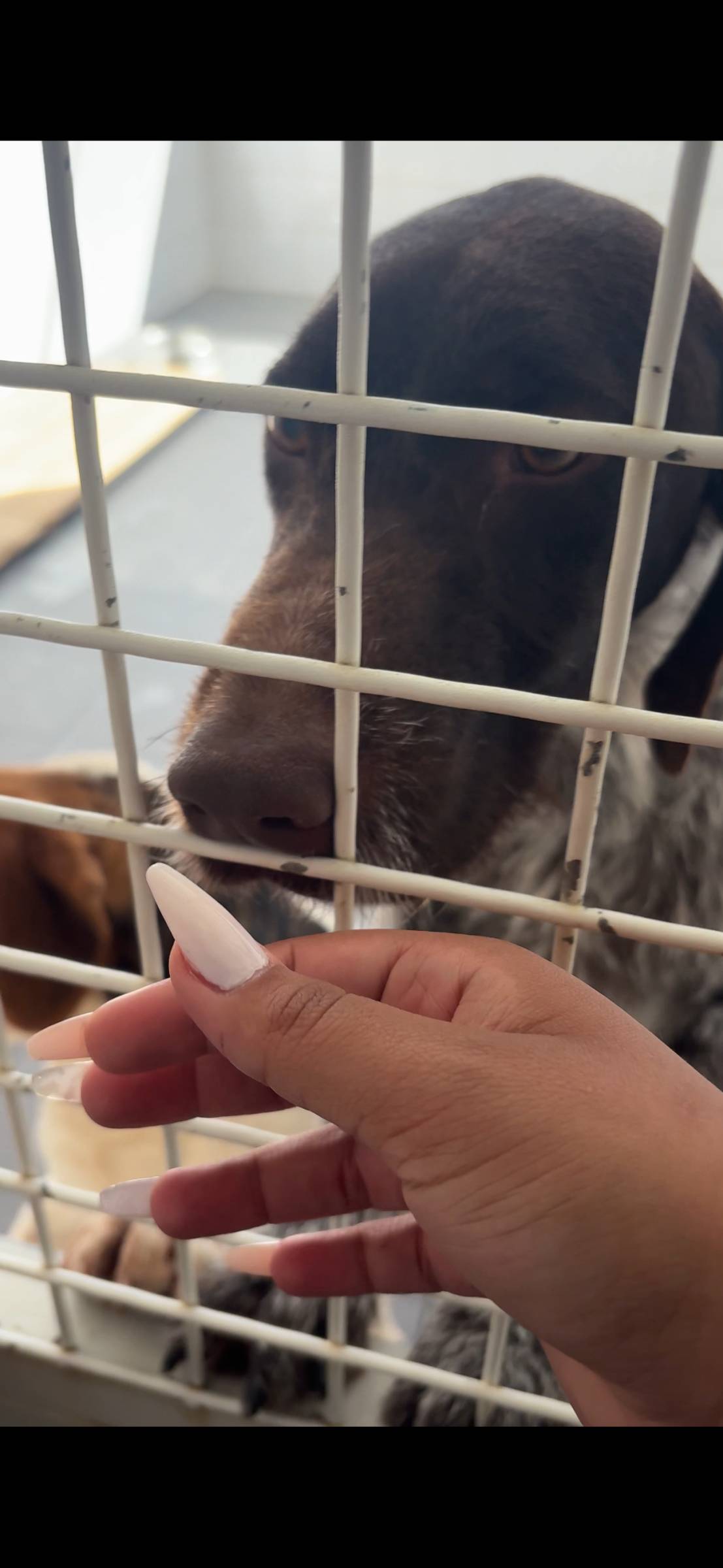 Nadya - Portimão - Pet Sitting
