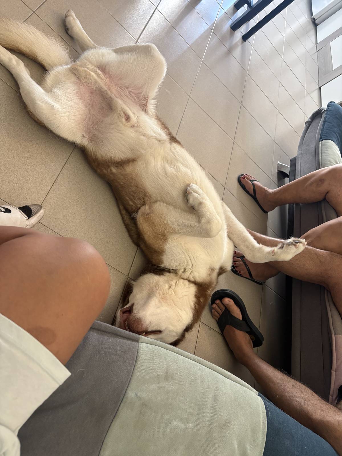 Nadya - Portimão - Dog Walking