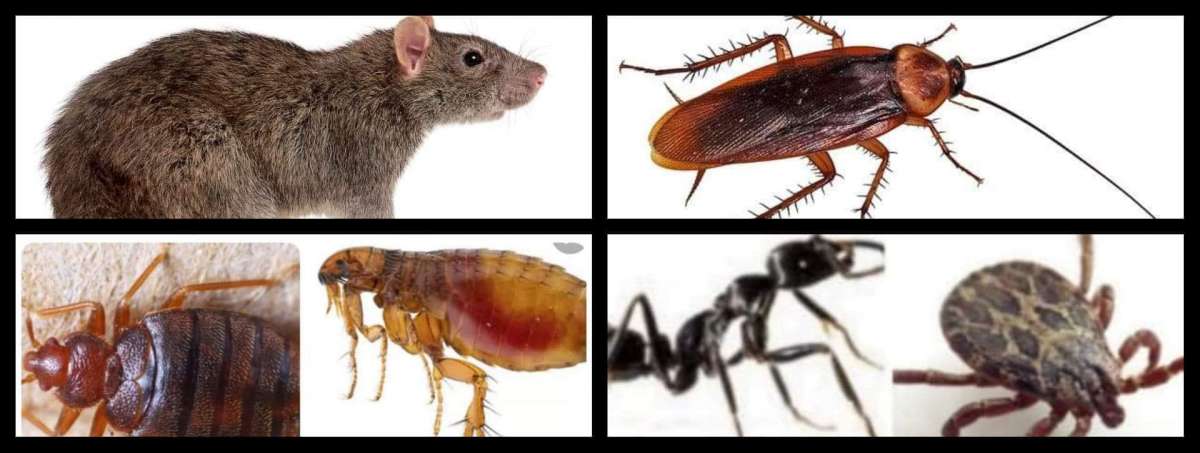 Quimpest-Serviços de Desinfestação - Santa Comba Dão - Bed Bug Extermination