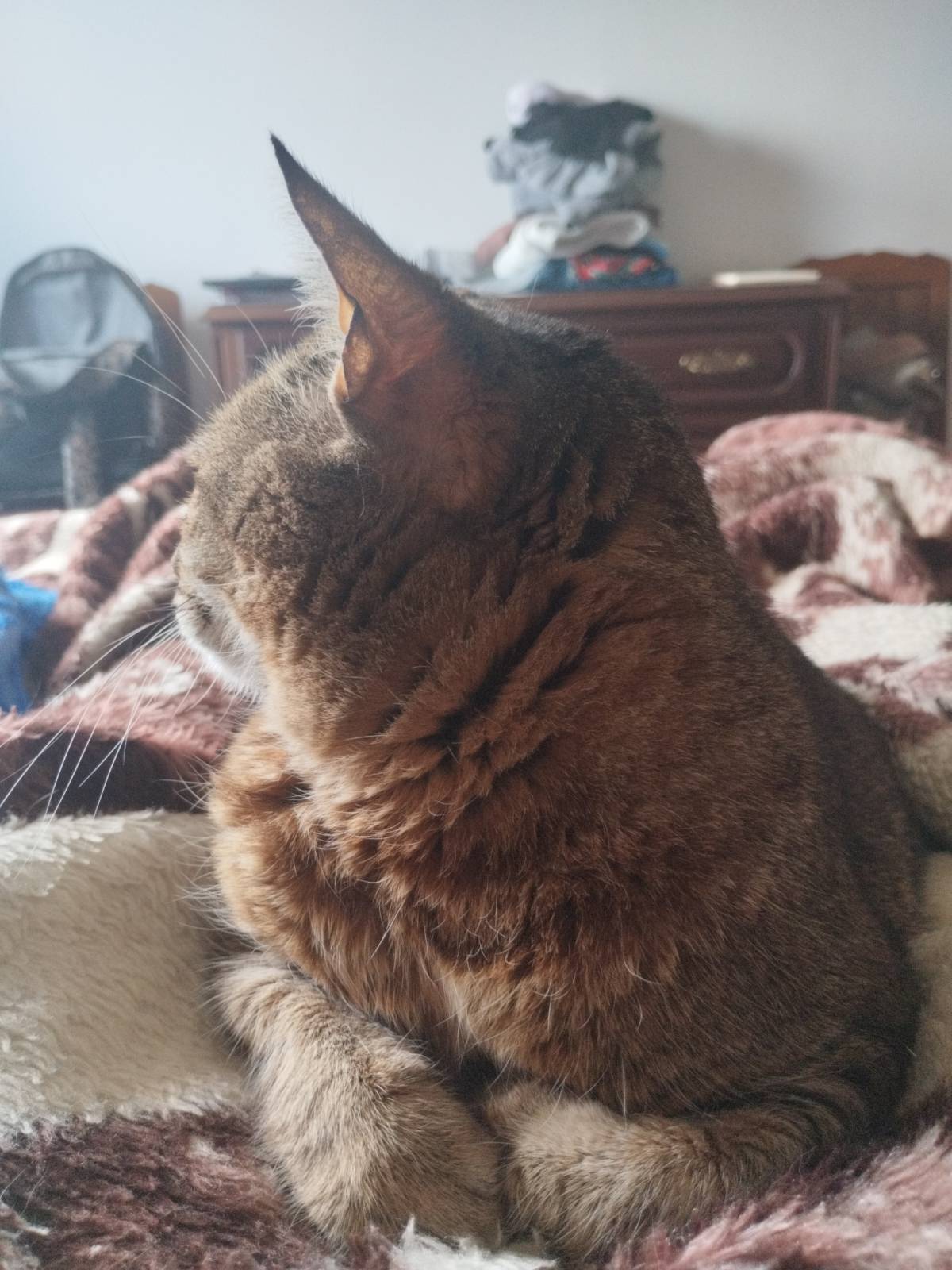 Lilian Martins - Setúbal - Cuidar tus gatos