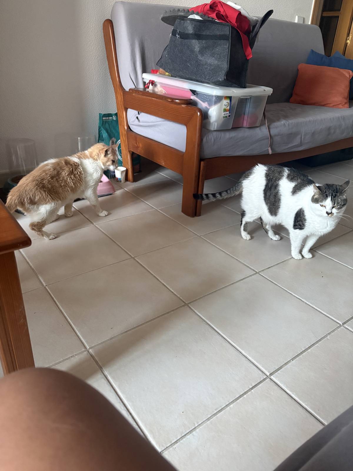 Nadya - Portimão - Pet Care and Grooming