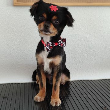 Patas com pinta - Loures - Baths and Grooming for Animals