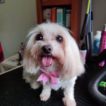 Patas com pinta - Loures - Baths and Grooming for Animals
